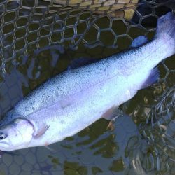 調子良く釣れる時間帯もあったが… ～大安トラウトレイク～
